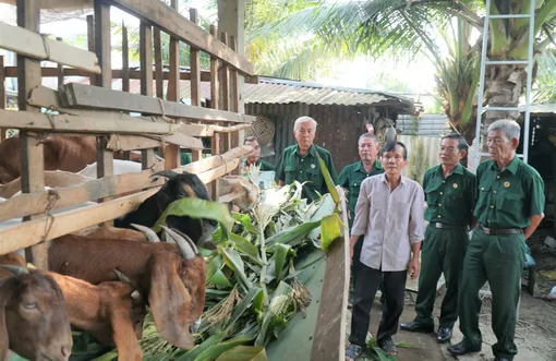Tổ hợp tác chăn nuôi dê của cựu chiến binh