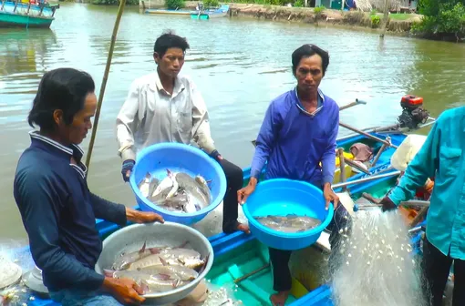 Lênh đênh bắt cá vồ chó