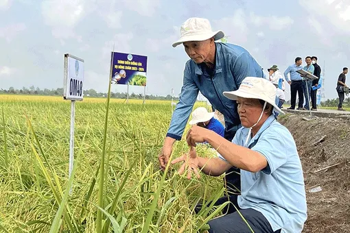 Viện Lúa ÐBSCL trình diễn 25 giống lúa triển vọng vụ đông xuân 2023-2024