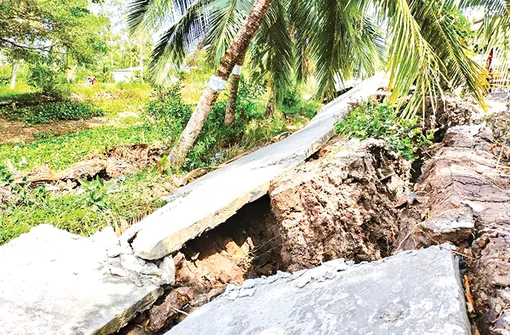 Vùng ngọt hóa Cà Mau và nỗi lo sụt lún, sạt lở đất