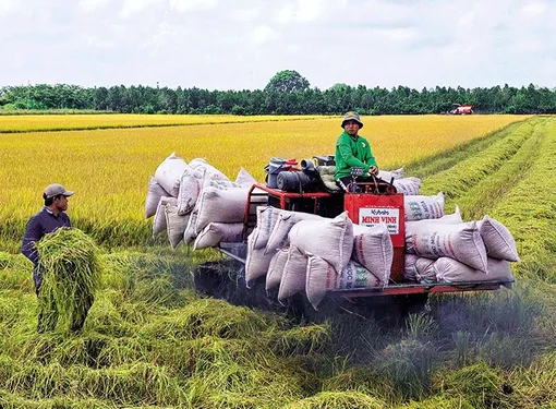 Giá lúa đông xuân giảm mạnh khi mới bước vào vụ thu hoạch