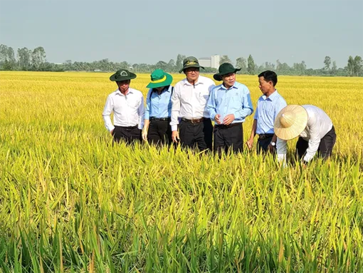 Lúa đông xuân vào mùa thu hoạch rộ