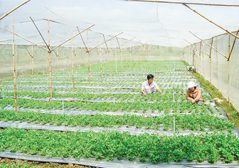 Vĩnh Long phát triển nông nghiệp ứng dụng công nghệ cao