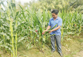 បង្វែរ​ផ្ទៃ​ដី​ផលិត​ស្រូវ​មិន​សូវ​បាន​ផល​ងាក​មក​ដាំ​ពោត​