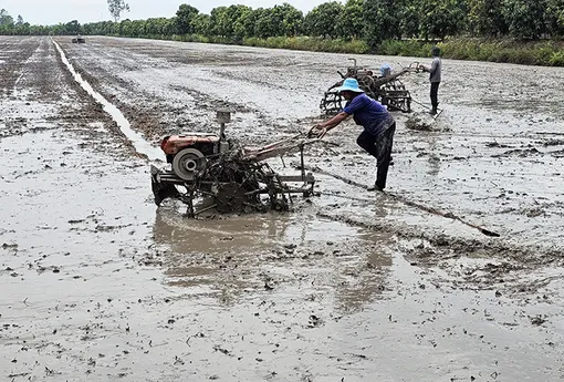 Chủ động giải pháp để sản xuất lúa hè thu thắng lợi