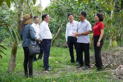Năng động trồng mít Thái, phát triển kinh tế nông hộ từ nguồn vốn của Agribank