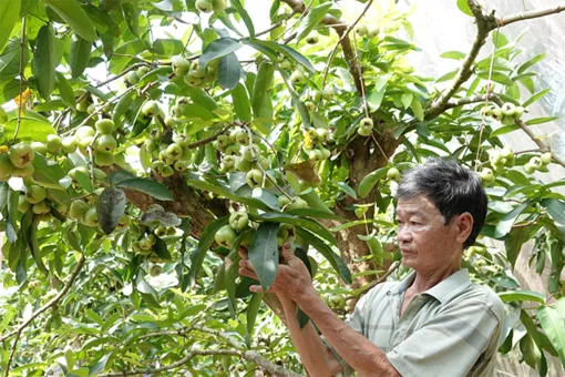 Thu trăm triệu mỗi năm nhờ cho mận "ngủ mùng"