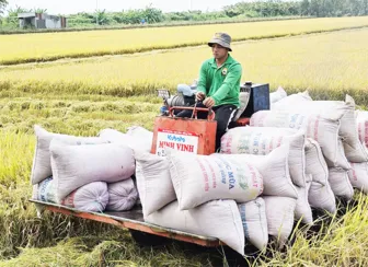 Phát huy vai trò tích cực của thương lái trong chuỗi ngành hàng lúa gạo