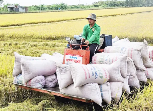 Phát huy vai trò tích cực của thương lái trong chuỗi ngành hàng lúa gạo