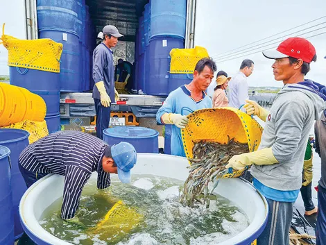 Gỡ khó khăn, thúc đẩy xây dựng thương hiệu nông sản Việt Nam