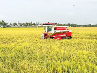 Hợp tác công tư thúc đẩy canh tác lúa chất lượng cao, phát thải thấp ở ĐBSCL