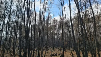Cháy rừng ở Cà Mau, thiệt hại khoảng 40ha rừng tràm tái sinh