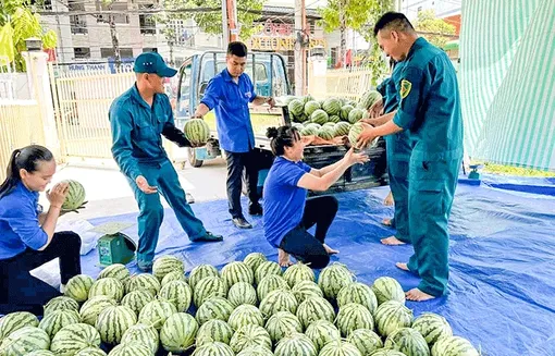 Hỗ trợ nông dân tiêu thụ dưa hấu