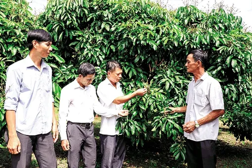 Ông Út Lơ và hành trình bứt phá vươn lên làm giàu