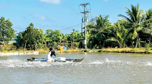 Phát triển nuôi trồng thủy sản an toàn, bền vững
