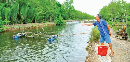 Làm giàu từ nuôi cá bống mú trong ao đất