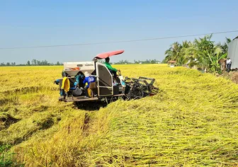 Phát triển liên kết bền vững trong chuỗi giá trị lúa gạo