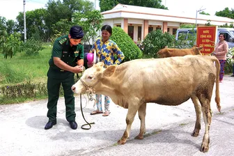 “Con bò 1.000 đồng” của Bộ đội Biên phòng Trà Vinh