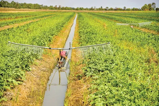 Nông dân trồng rau màu vượt khó mùa nắng nóng