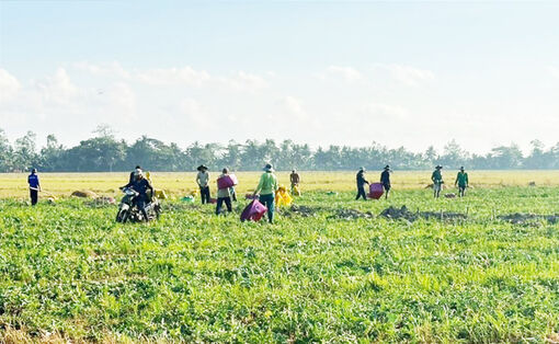 ប្រ​សិទ្ធ​ភាព​នៃ​ការ​ដាំ​ដំ​ណាំ​រួម​ផ្សំ​លើ​ដី​ស្រែ