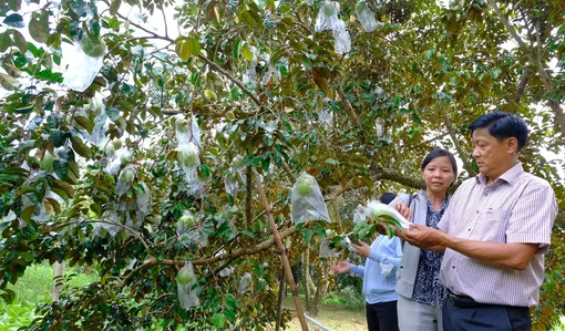 Phong Điền quan tâm, tạo điều kiện phát triển kinh tế tập thể