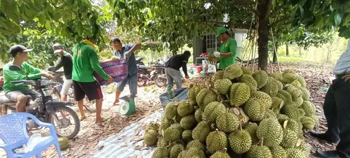 Cần hướng đi bền vững cho sầu riêng Kiên Giang