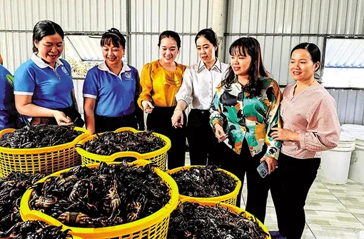 Nỗ lực xây dựng thương hiệu sản phẩm ba khía muối