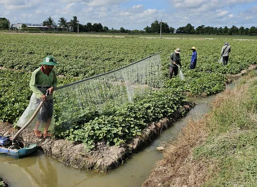 Chăm sóc cây trồng mùa nắng nóng