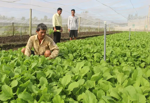 Trồng rau trong nhà lưới, thu nhập cao
