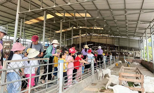 Mô hình nuôi dê lấy sữa kết hợp làm du lịch, hiệu quả kinh tế cao