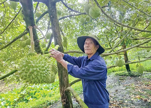 Liên kết phát triển bền vững ngành hàng sầu riêng