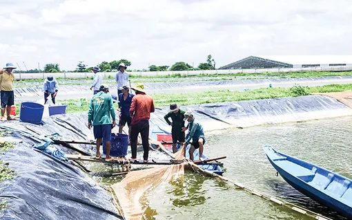 Dạo quanh thị trường