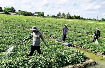 Tăng thu nhập bằng mô hình trồng rau màu trên nền đất ruộng