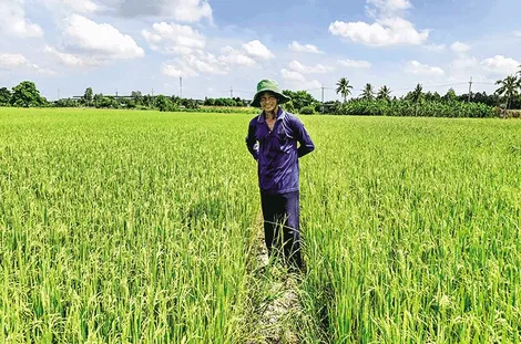 Nông dân kỳ vọng lúa hè thu có giá cao