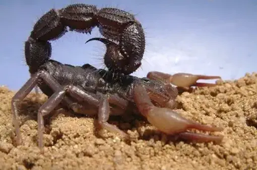 Bé trai đi bắt ốc bị bọ cạp cắn, sốc phản vệ