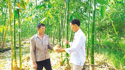 Nâng cao vai trò nông dân phát triển kinh tế tập thể trong nông nghiệp