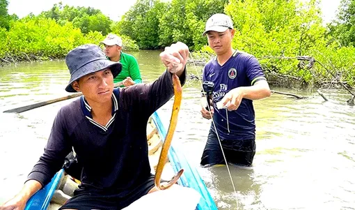 “Săn” lịch ở Cà Mau