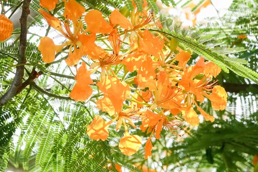 Cần Thơ có cây phượng vàng