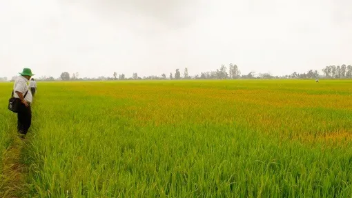 Khởi tố đối tượng “đầu độc” gần 15.000m<sup>2</sup> lúa của hàng xóm