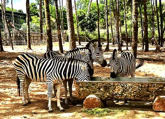 Vào hè đến Vinpearl Safari Phú Quốc khám phá thế giới động vật hoang dã