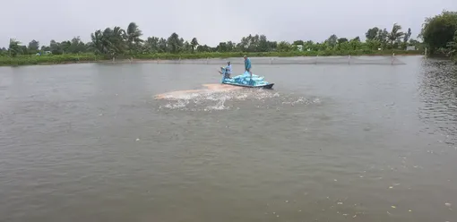 Diện tích thả nuôi thủy sản tăng so cùng kỳ