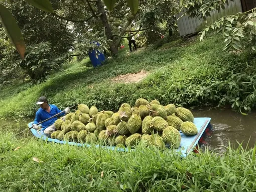 Sầu riêng lên ngôi nhưng vẫn cần tổ chức lại bài bản, căn cơ hơn