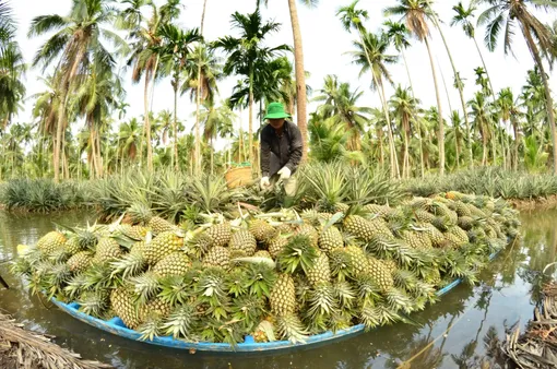 Giải pháp gia tăng giá trị cho nông sản Kiên Giang