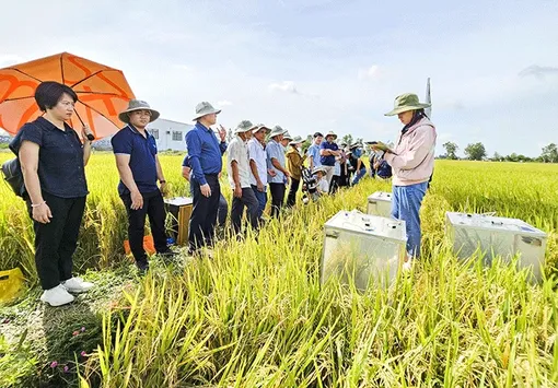 Mô hình “Canh tác lúa bền vững hướng đến tương lai” mang lại hiệu quả thiết thực