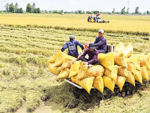 Thu hoạch lúa hè thu kịp thời, dễ bán