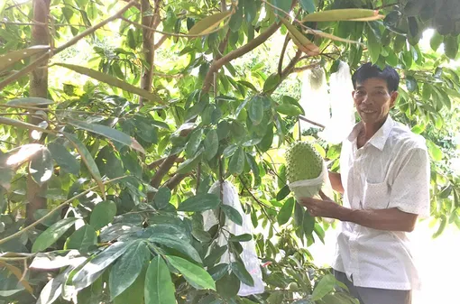 Phát huy tổ hợp tác nghề nghiệp