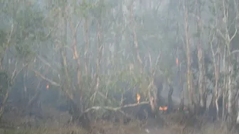 Đồng Tháp: Cháy rừng tại Vườn Quốc gia Tràm Chim