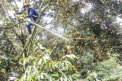 Tiếp tục hỗ trợ nông dân, hợp tác xã được cấp mã số vùng trồng, mã cơ sở đóng gói