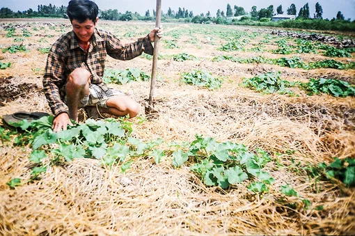 Sử dụng phân hữu cơ để phục hồi đất sản xuất nông nghiệp