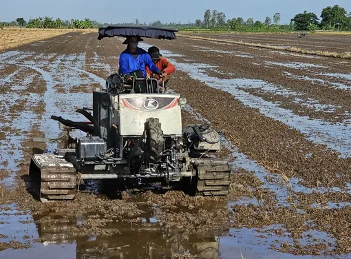 Cần Thơ đã xuống giống hơn 11.680ha lúa thu đông